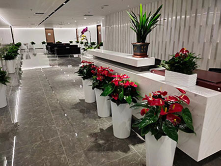北京辦公室綠植租賃,品種齊全貨鮮質(zhì)優(yōu)基地直供,先服務(wù)后收費(fèi),免費(fèi)上門設(shè)計(jì)-免費(fèi)上門維護(hù)-免費(fèi)更換綠植-免費(fèi)贈(zèng)送一個(gè)月!